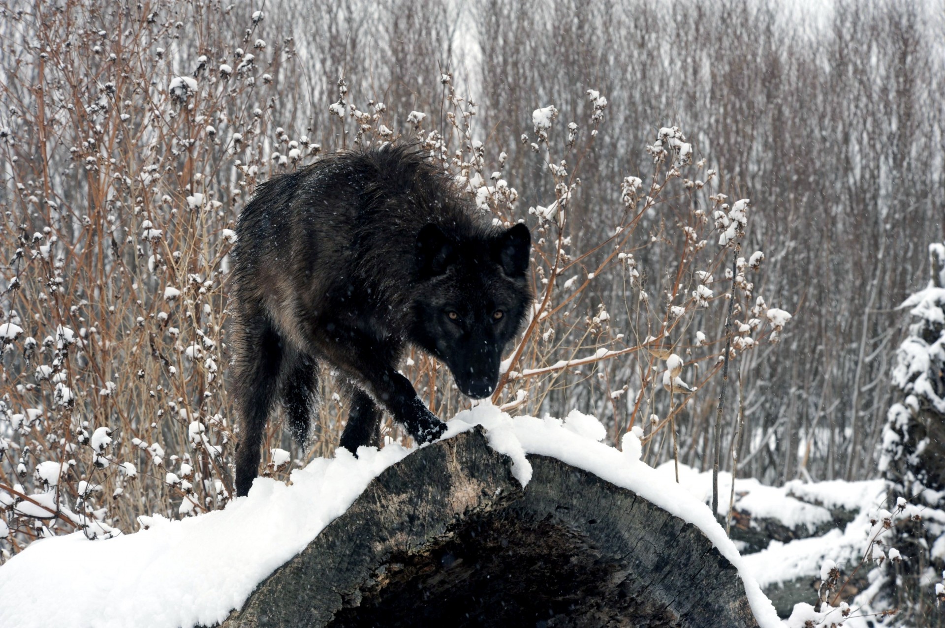 loup forêt vue bûche neige hiver