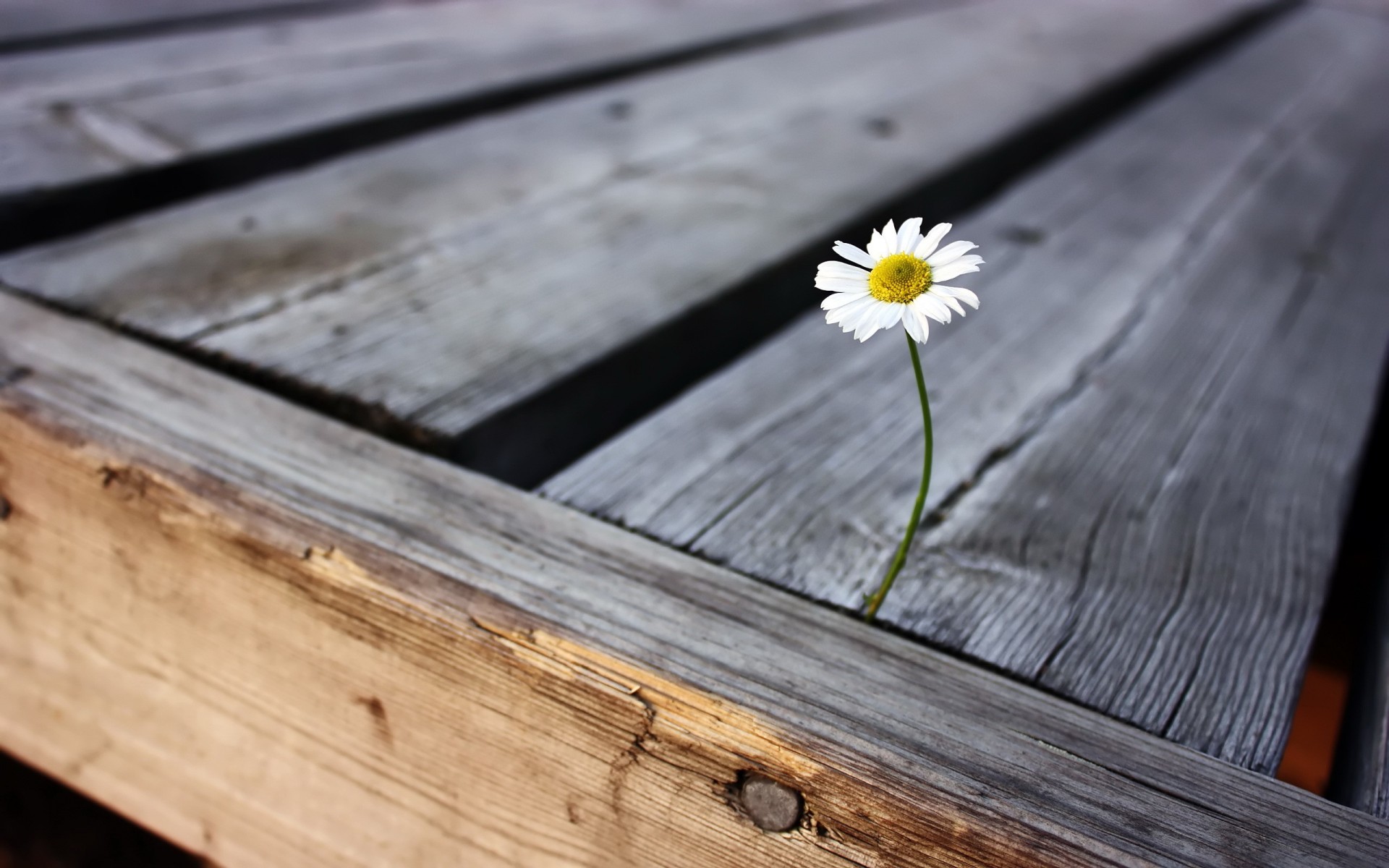 fiore vita solitudine gioia