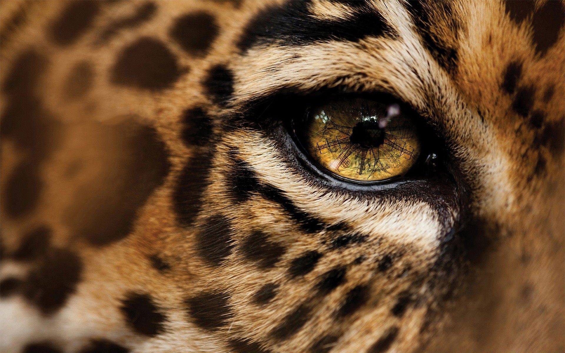 close up leopard eye