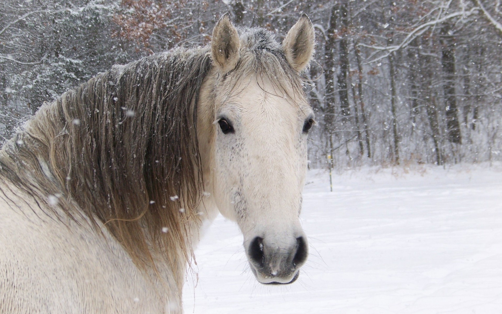 chevaux nature forêt vue neige année du cheval hiver