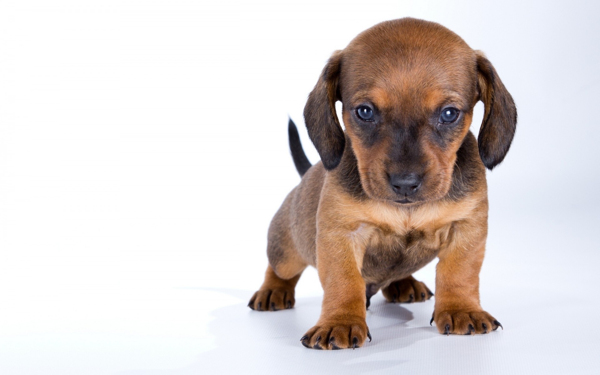 cane cucciolo bassotto