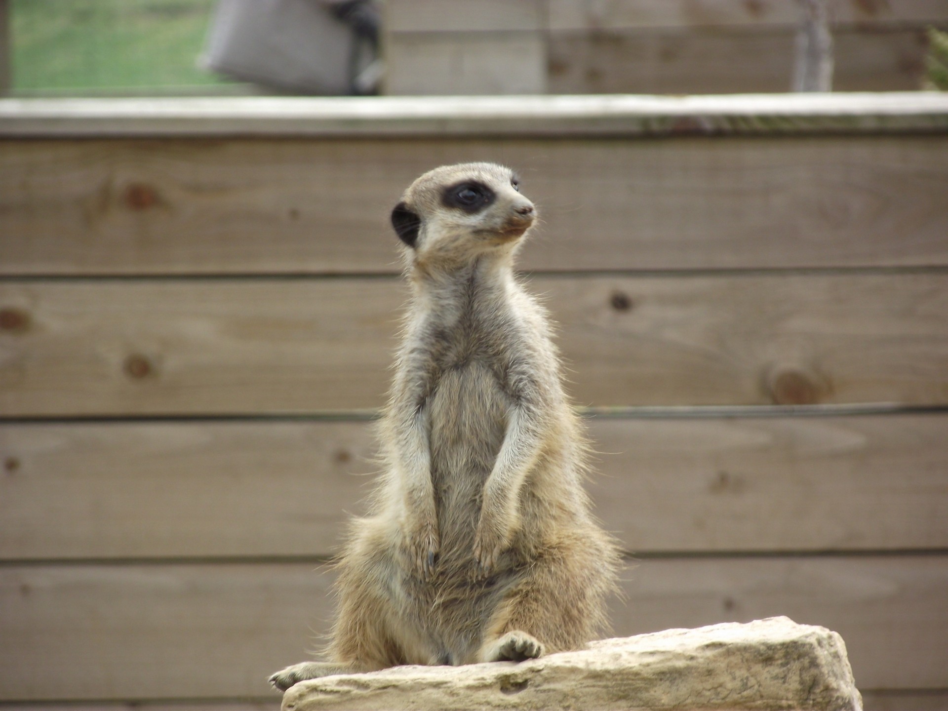 meerkat stone