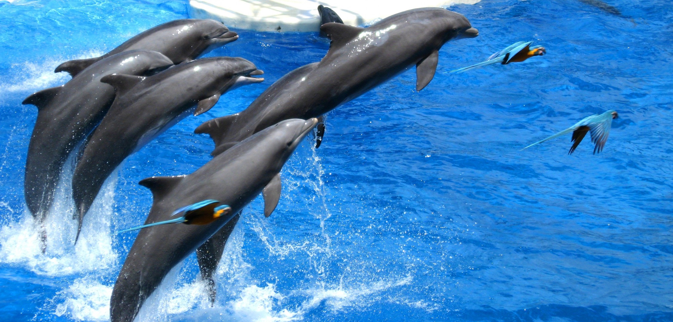 dolphins parrots sea