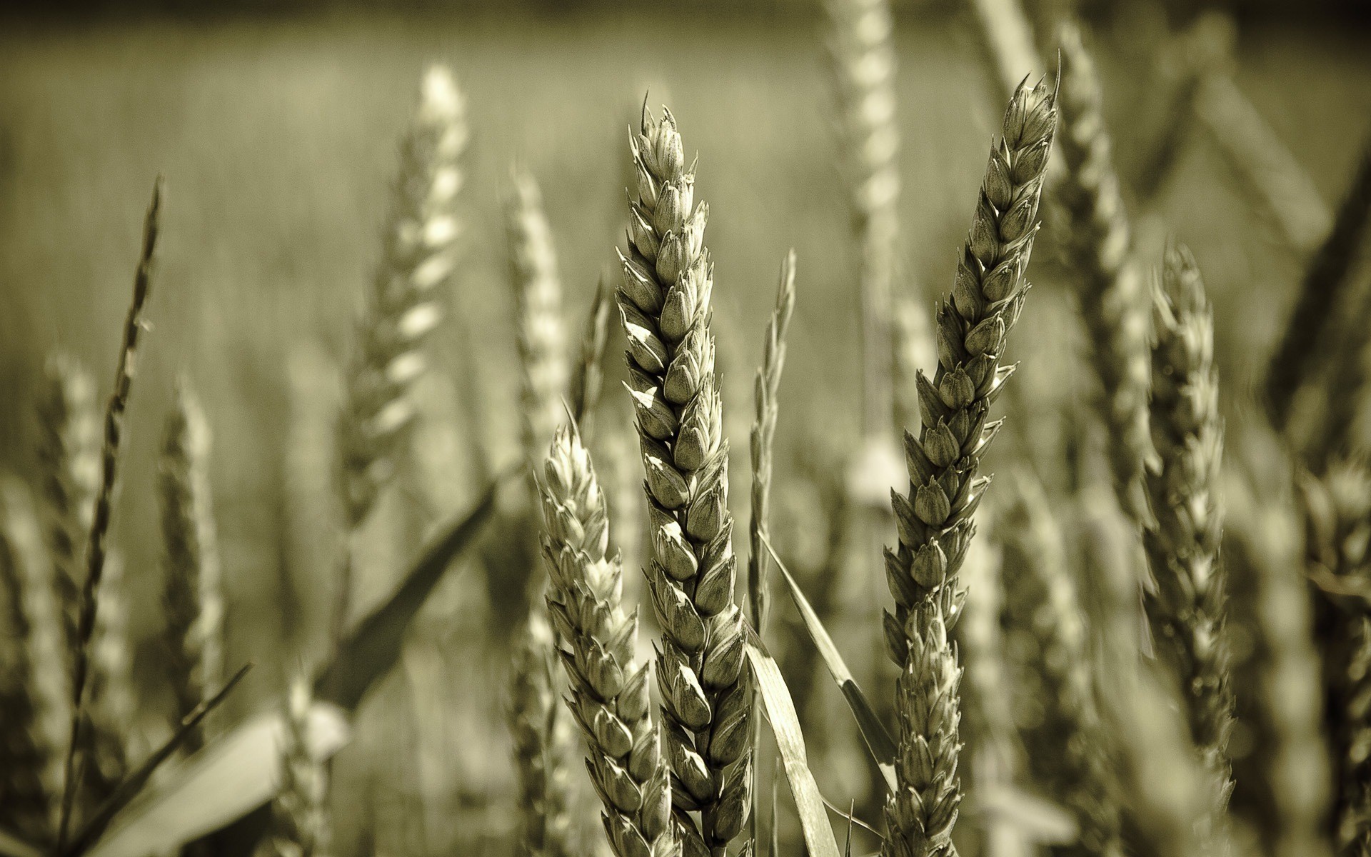 corn wheat close up