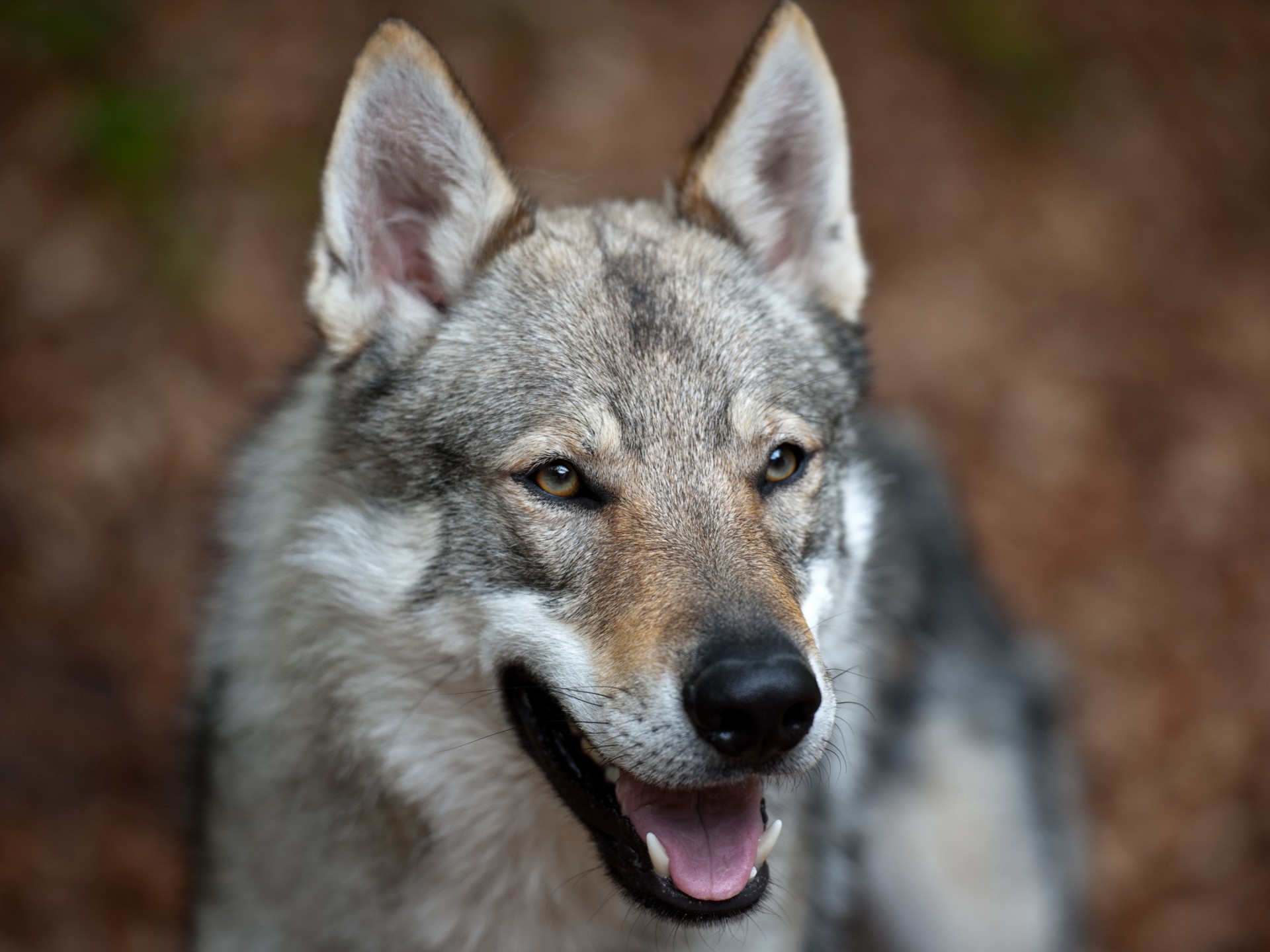 chien métis loup