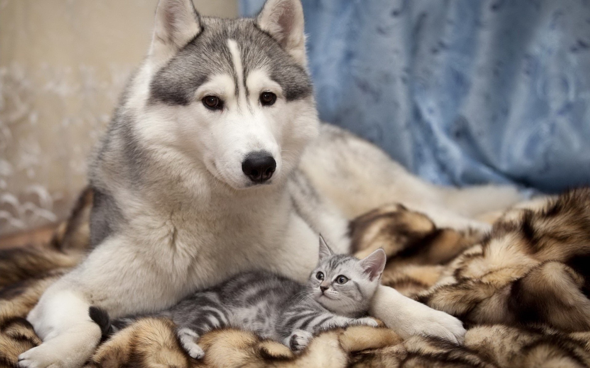 hund husky freunde katze