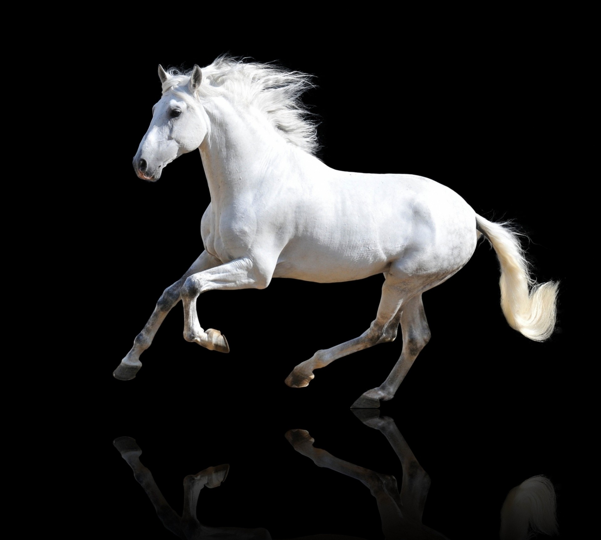 reflection background horse white black