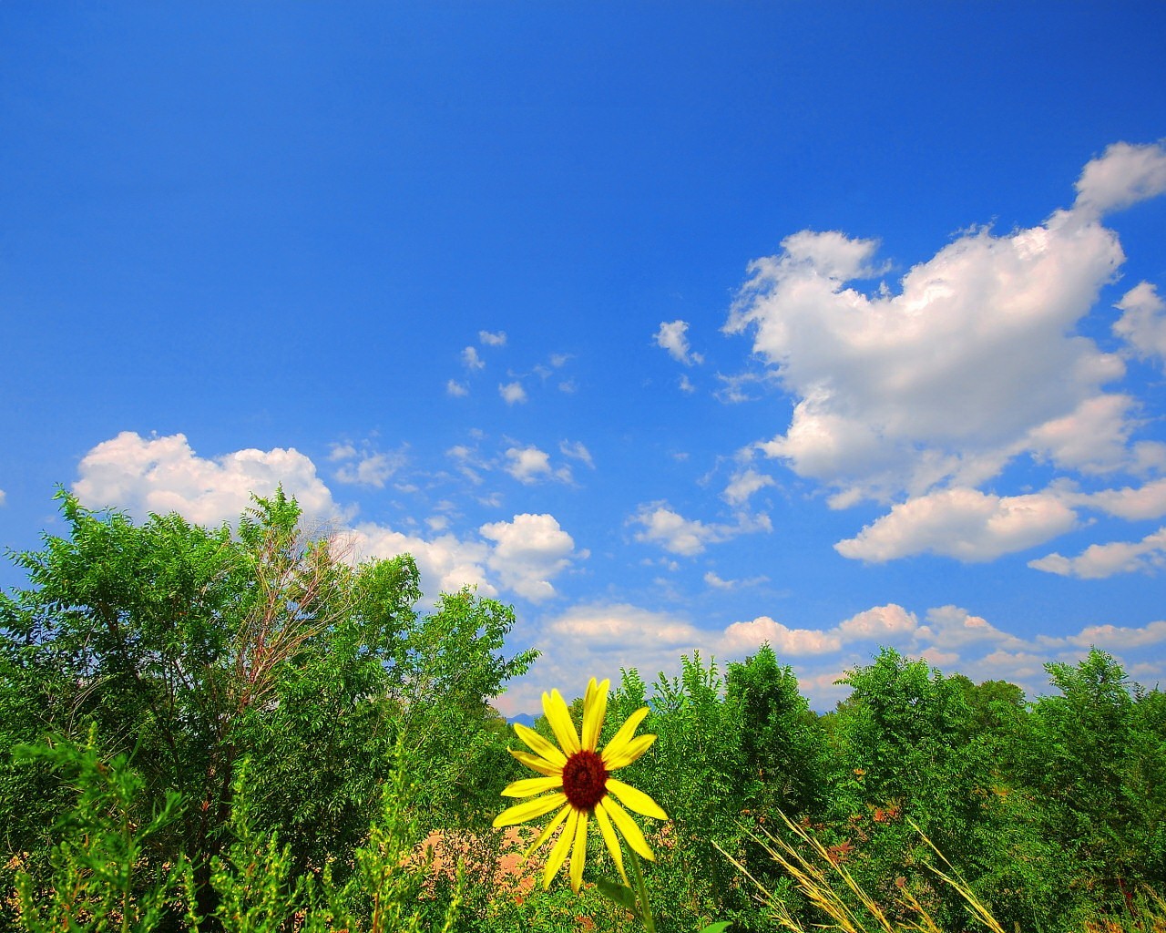 ciel fleur verdure