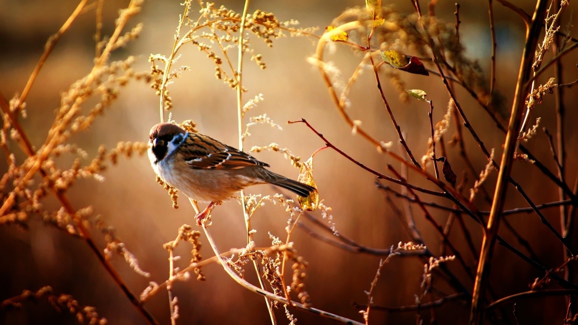 parrow birds branch