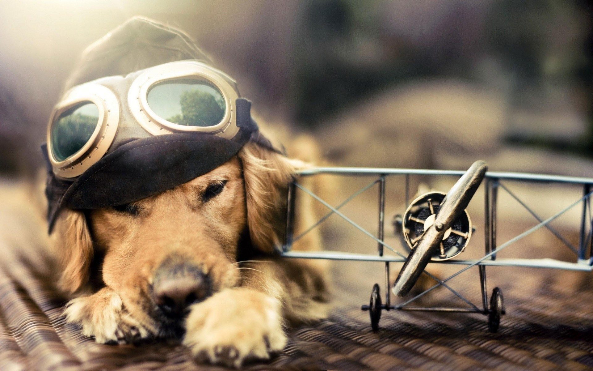 pilot dog plane sunglasses hat