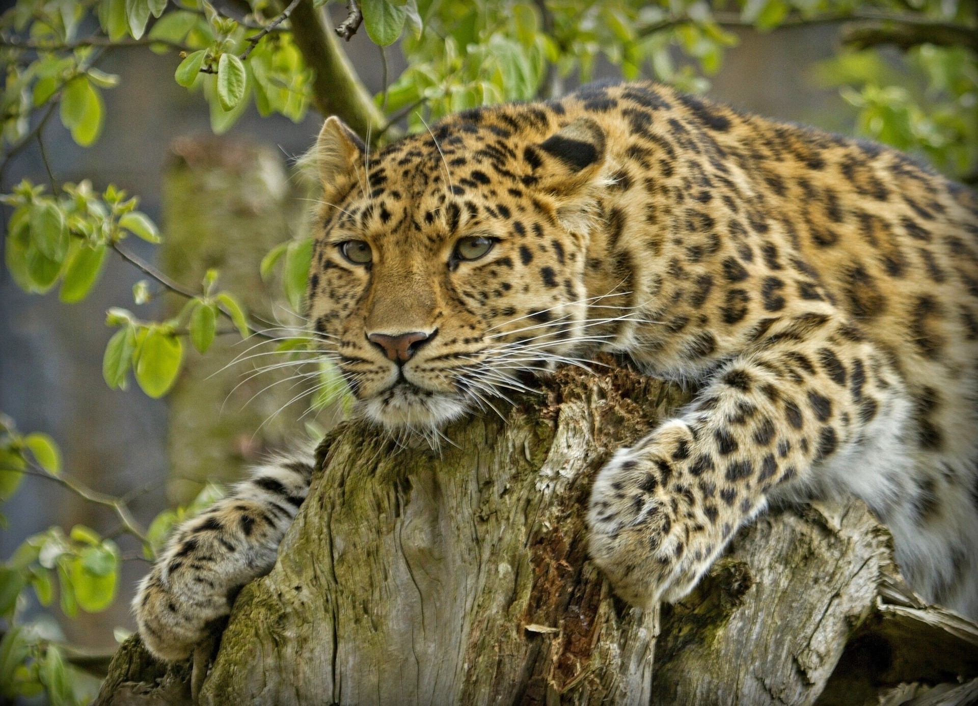 амурский леопард хищник леопард пень красавец дикая кошка