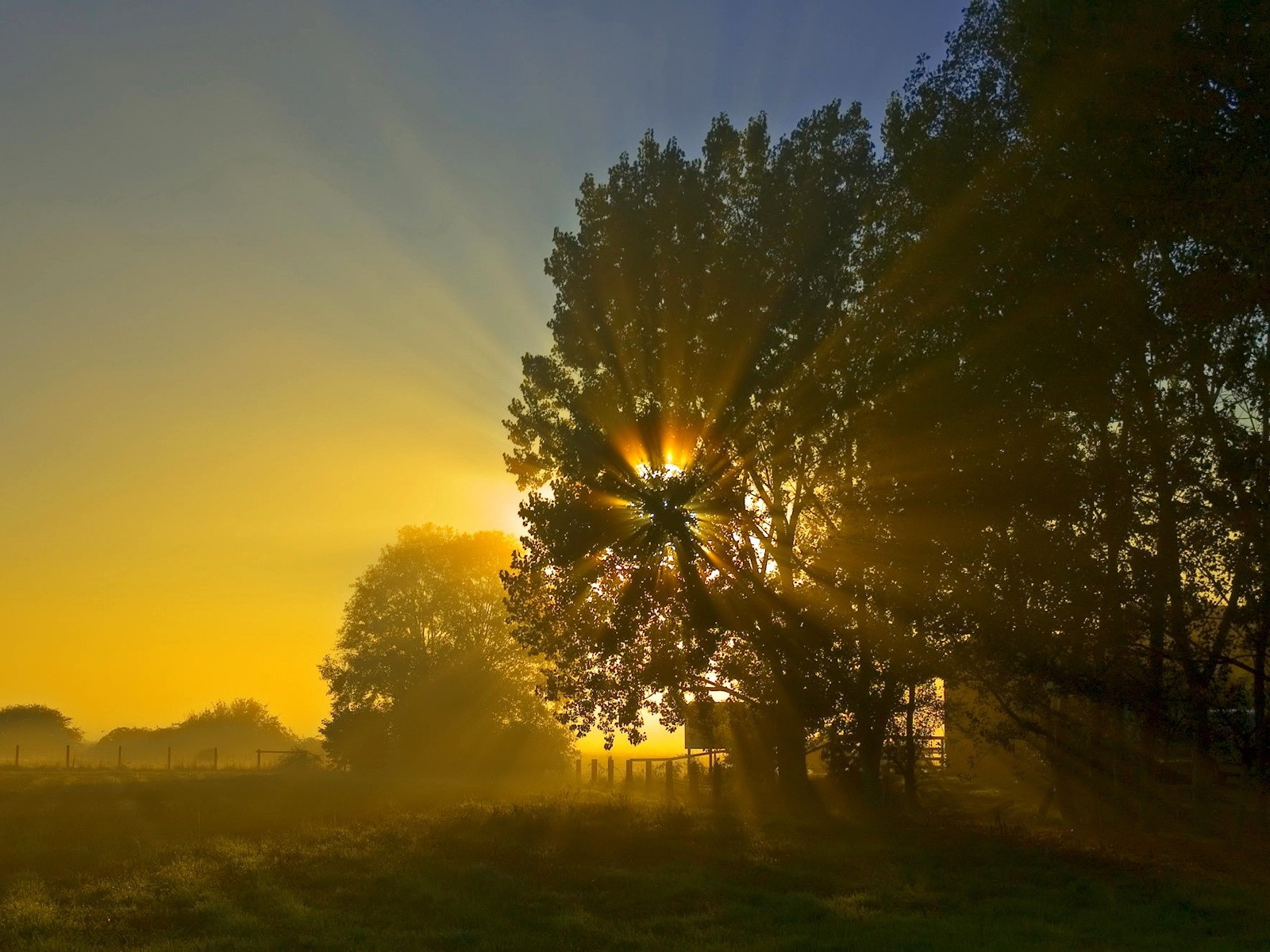 noche sol amanecer árbol