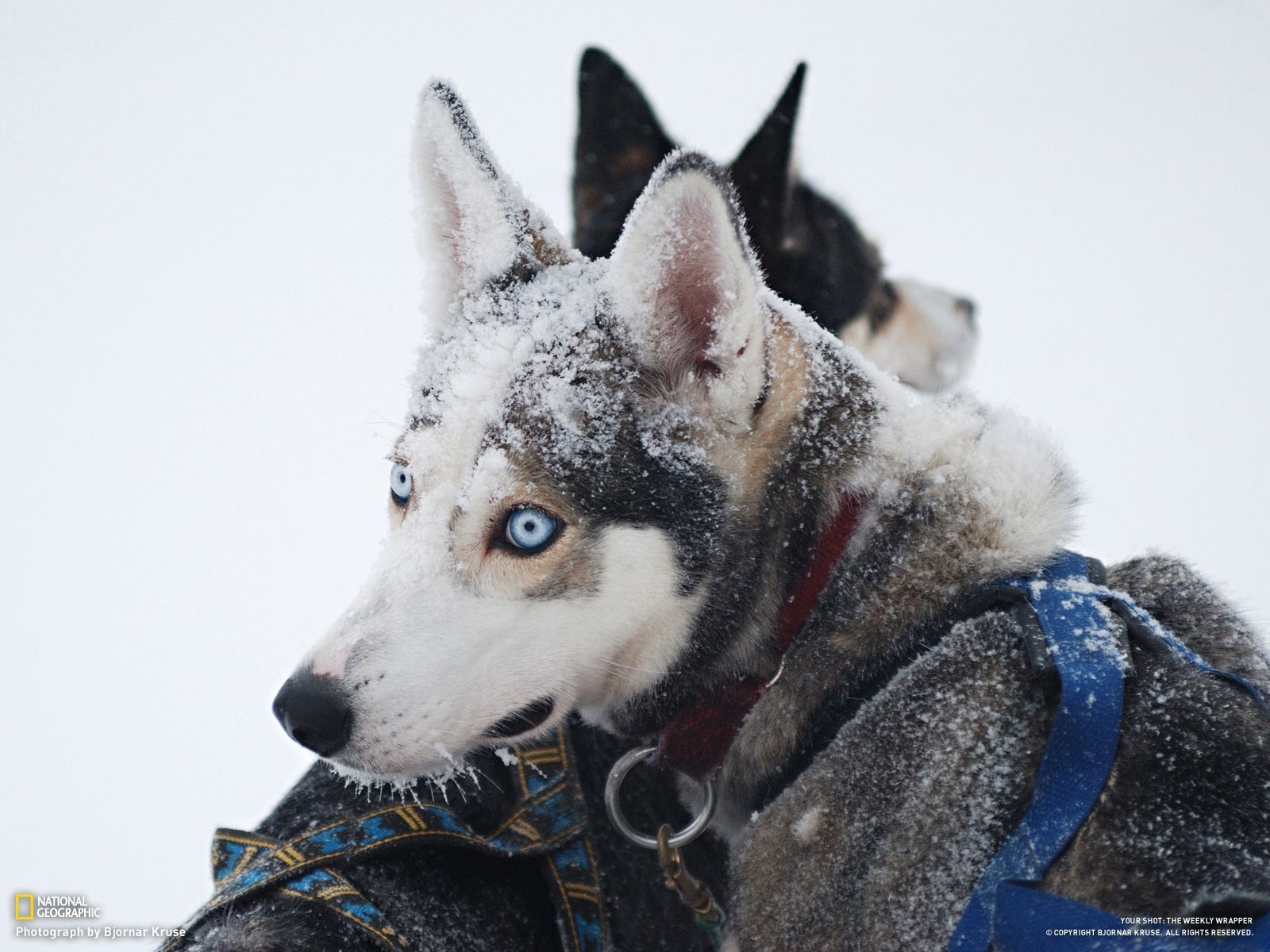 winter husky schnee hunde