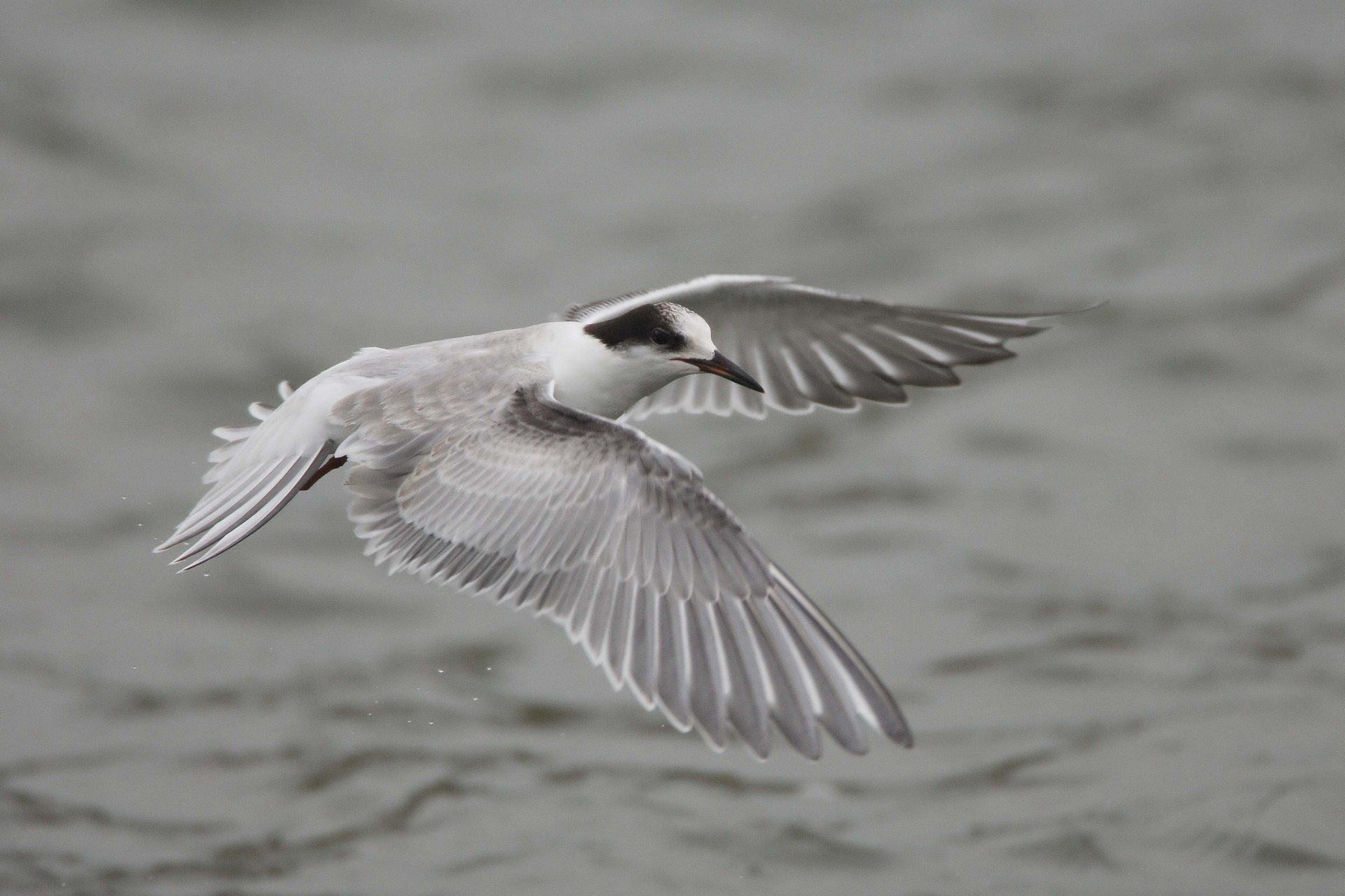 ailes balancement mouette