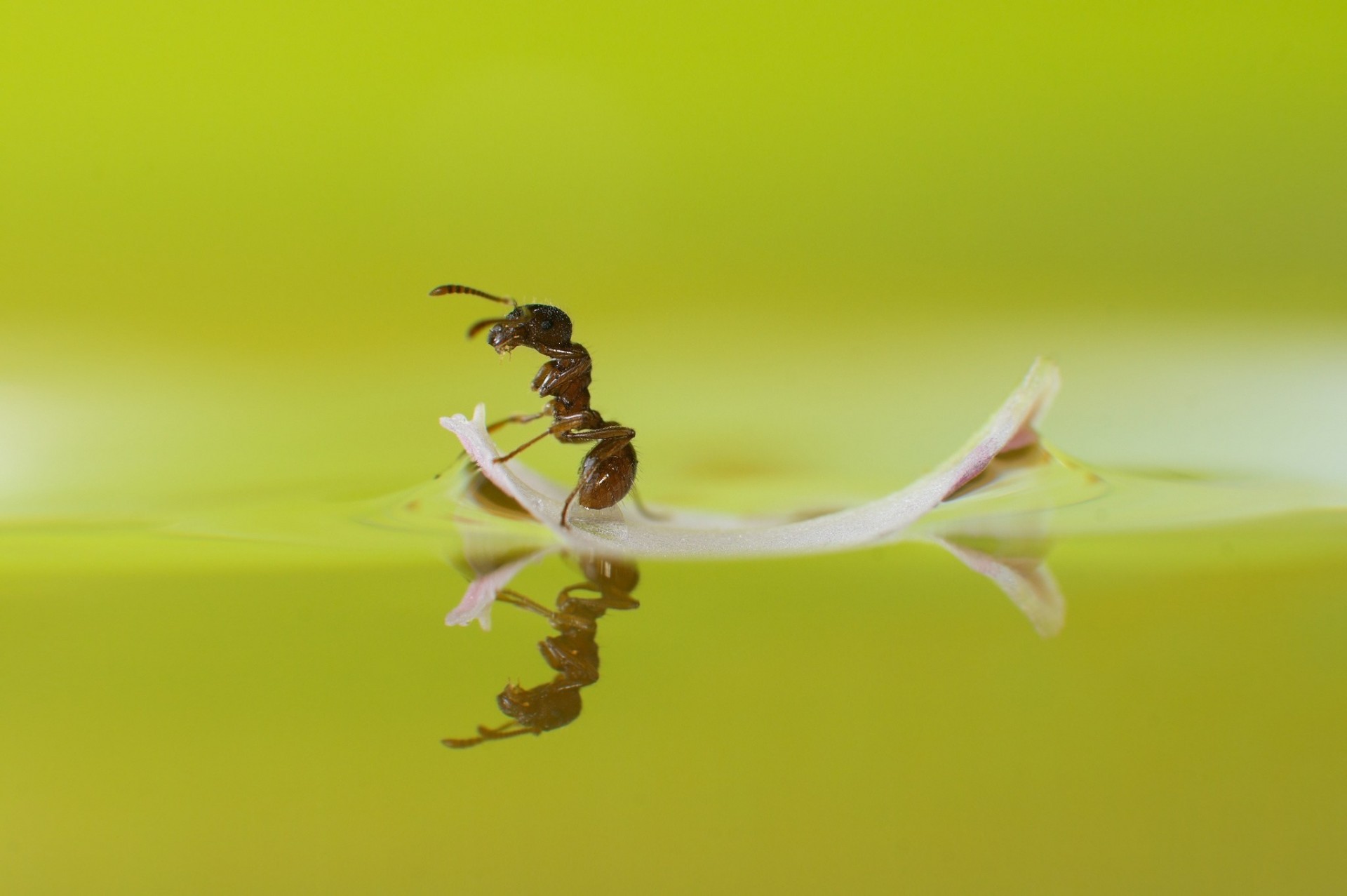 ant reflection petals water close up smears surfer