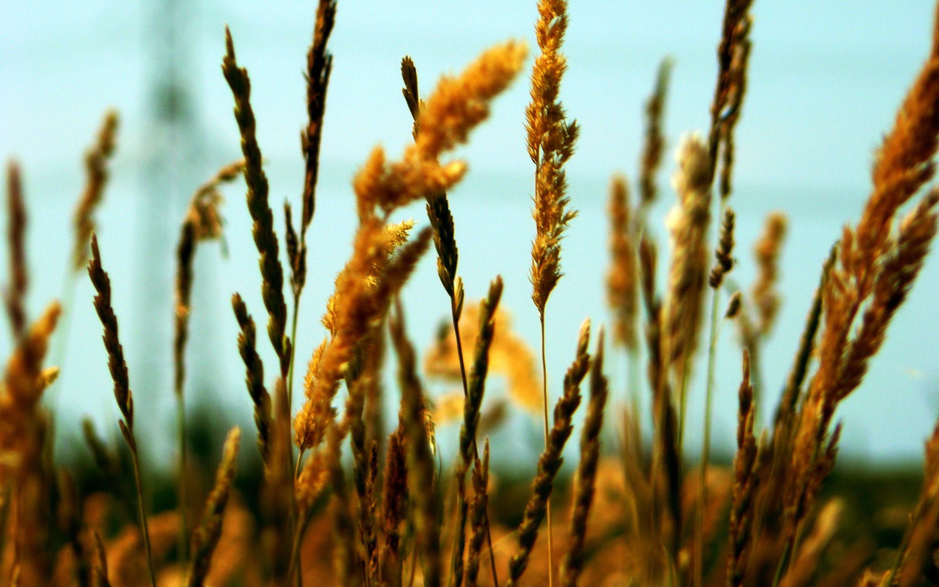 grano orecchio campo