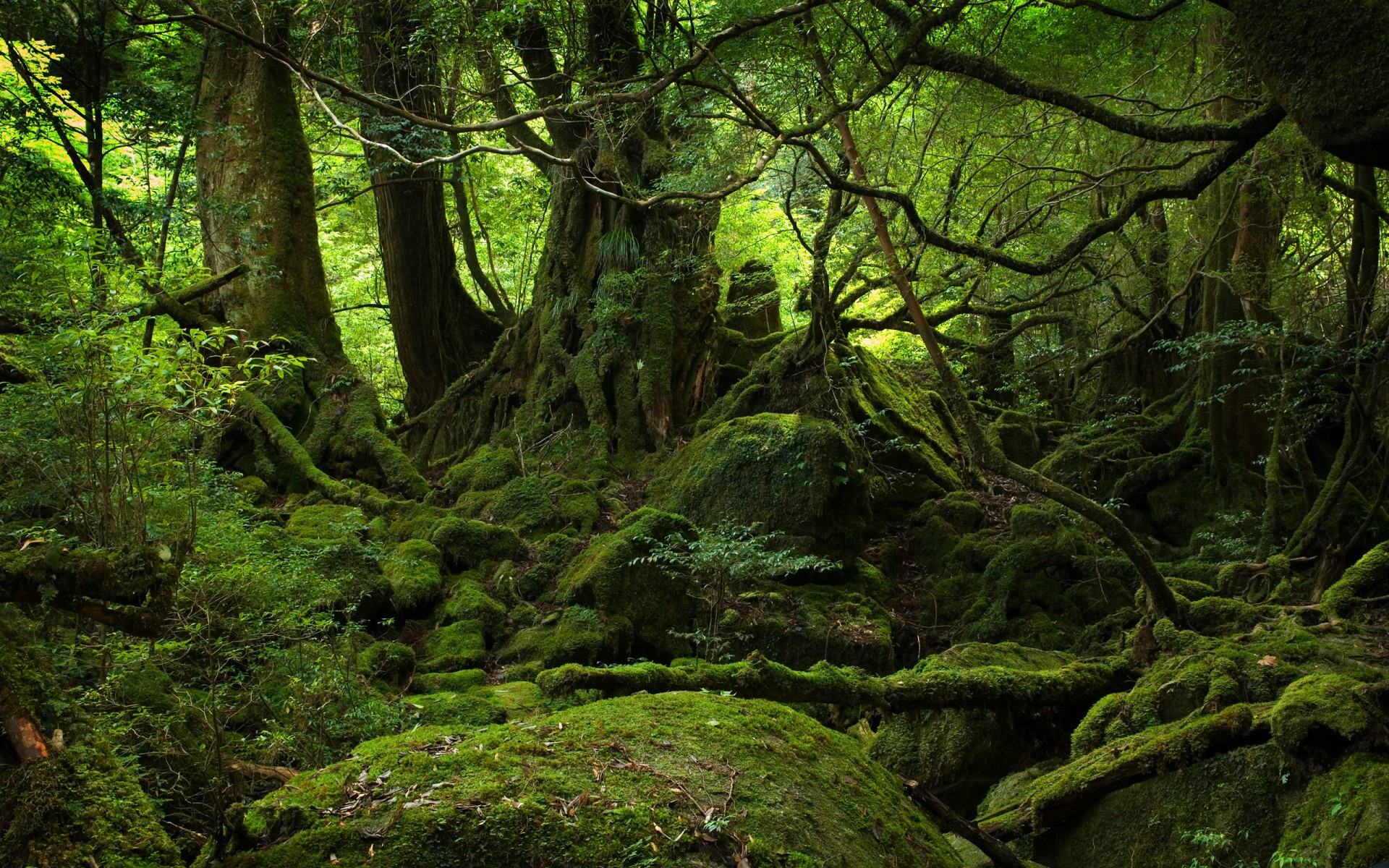 paisaje verde musgo