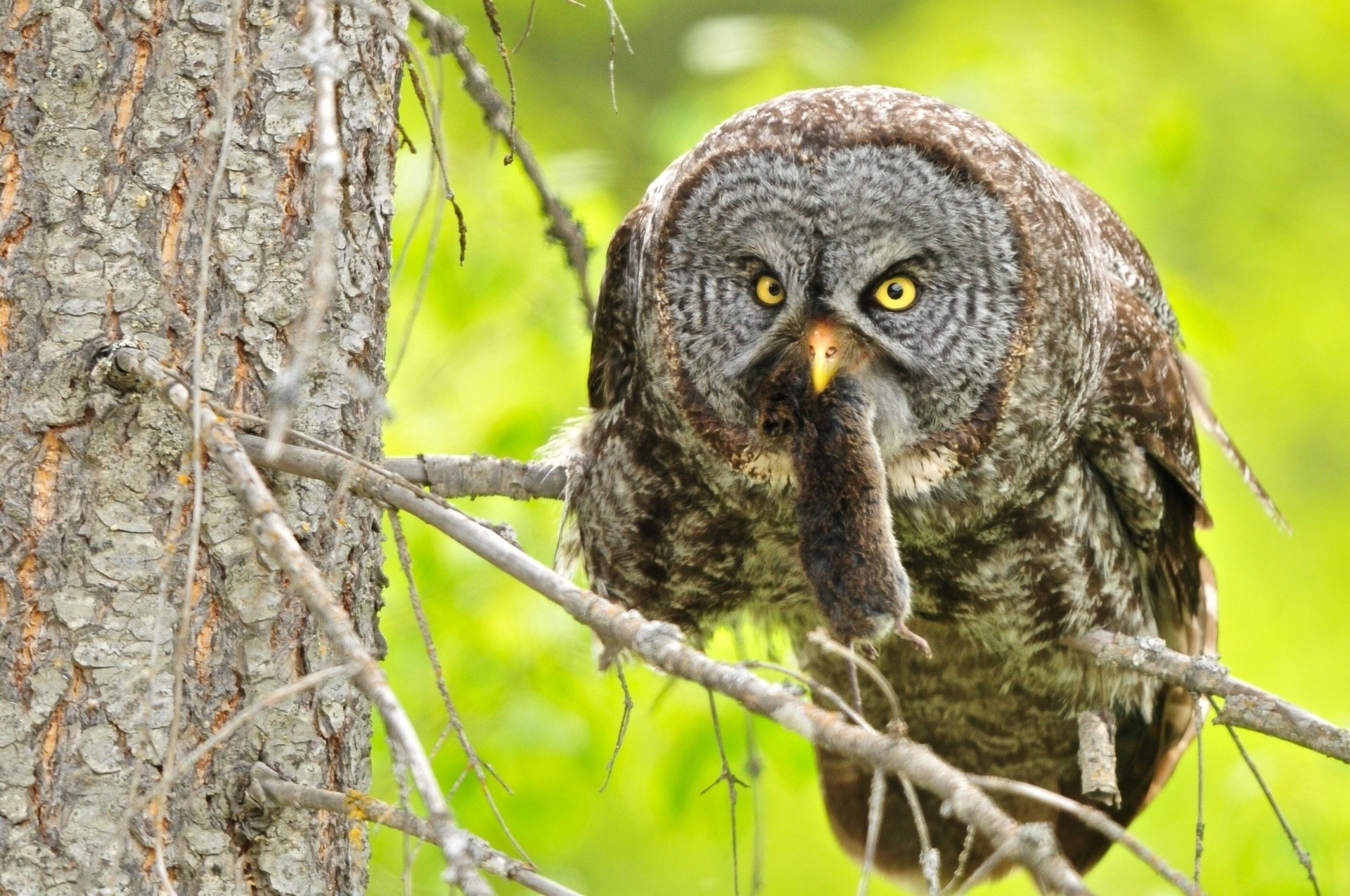 arbre hibou souris barbu branches proie chasse