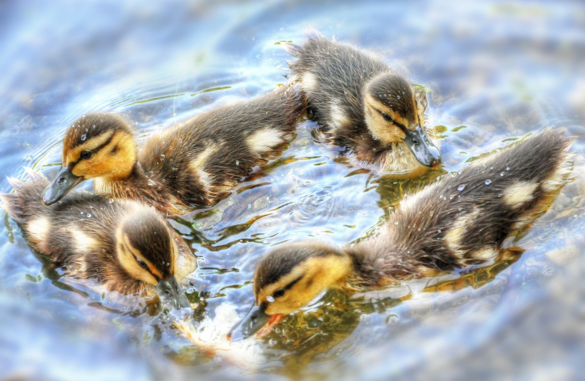 dance ducks chicks water