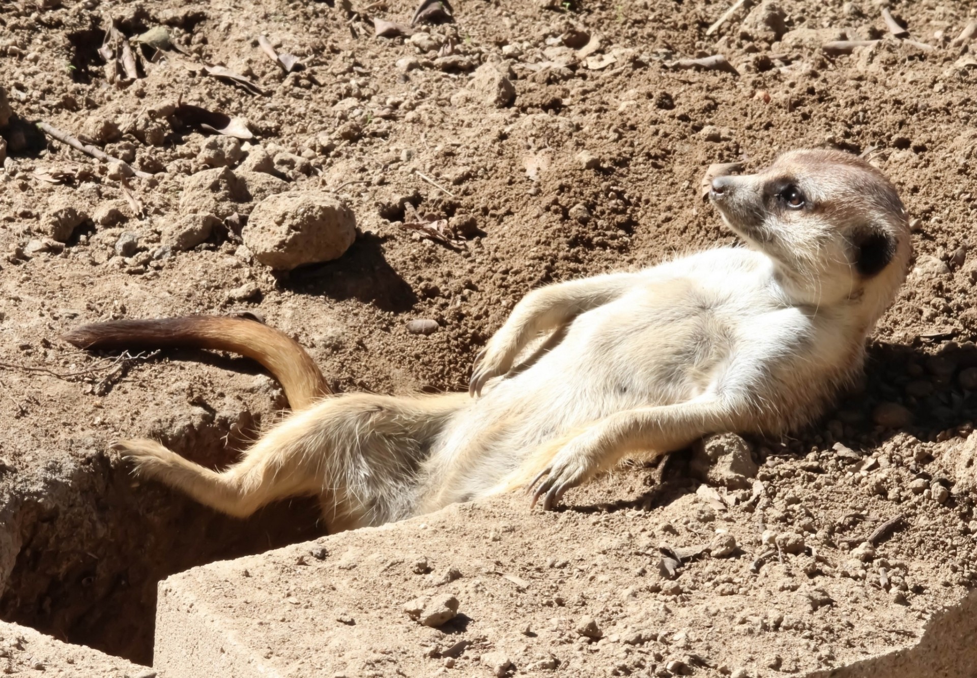 relax tana meerkat relax prendere il sole