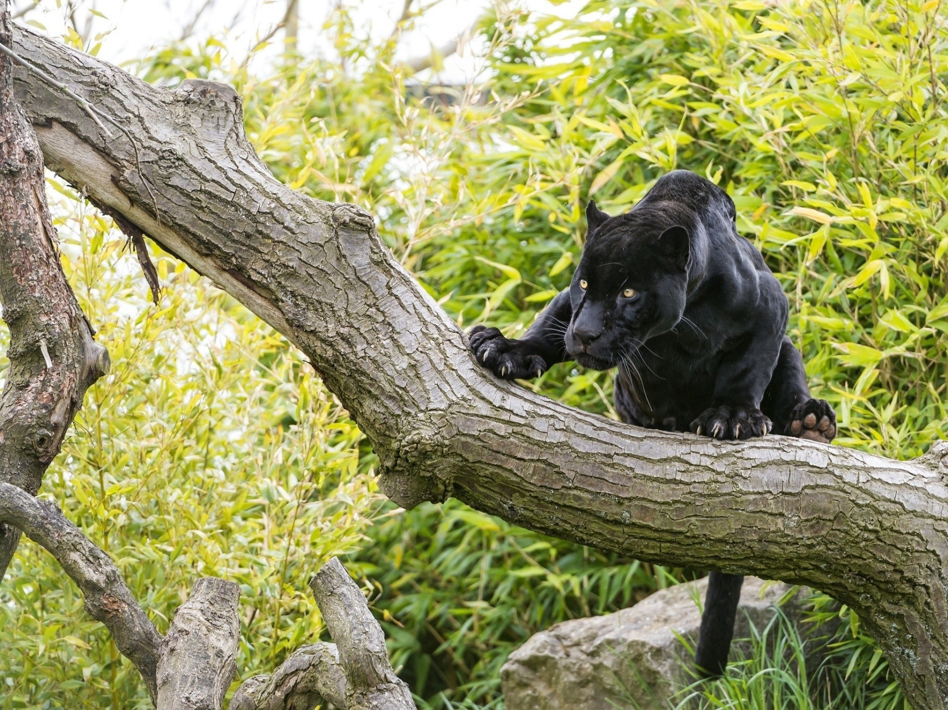 chat sauvage jaguar panthère jaguar noir