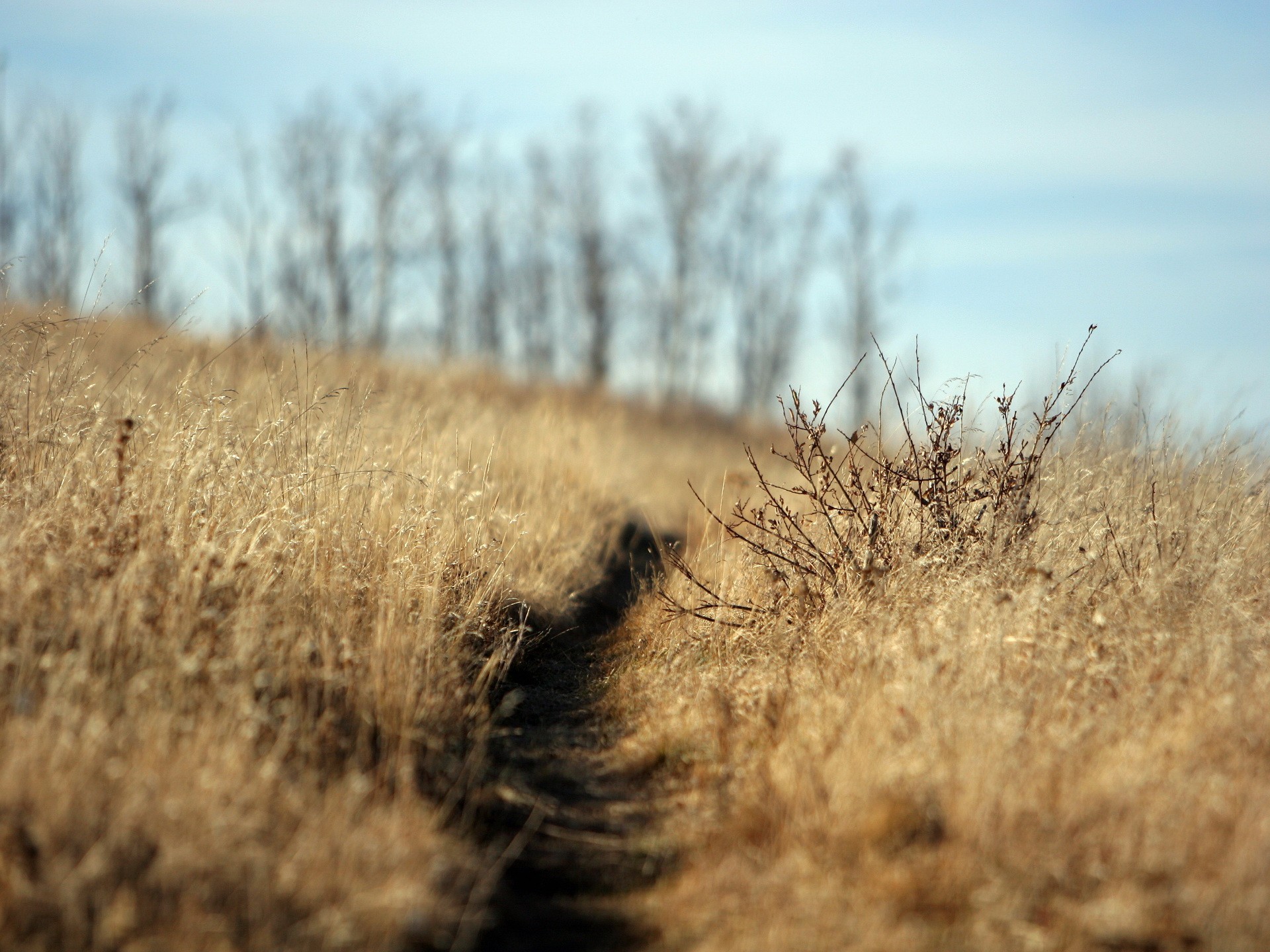 paisaje camino campo