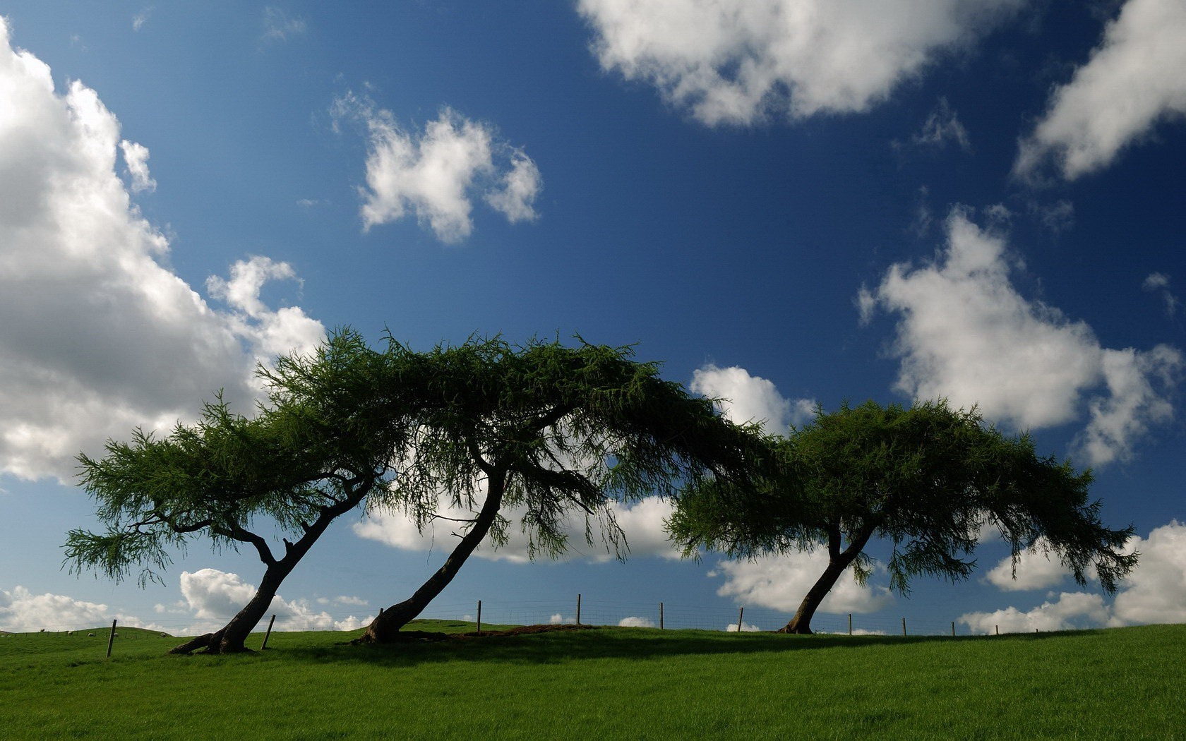 cielo vegetación árboles