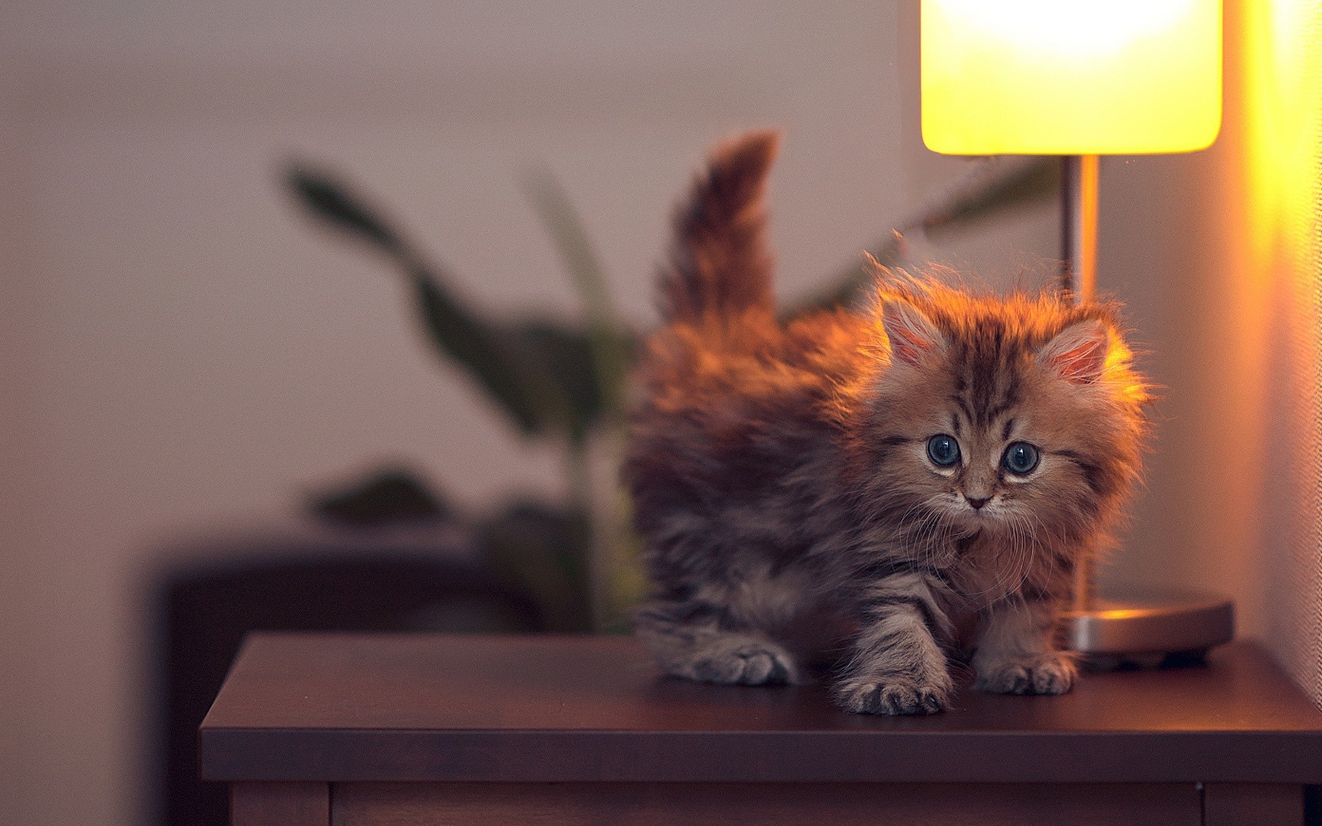 gato luz pedestal