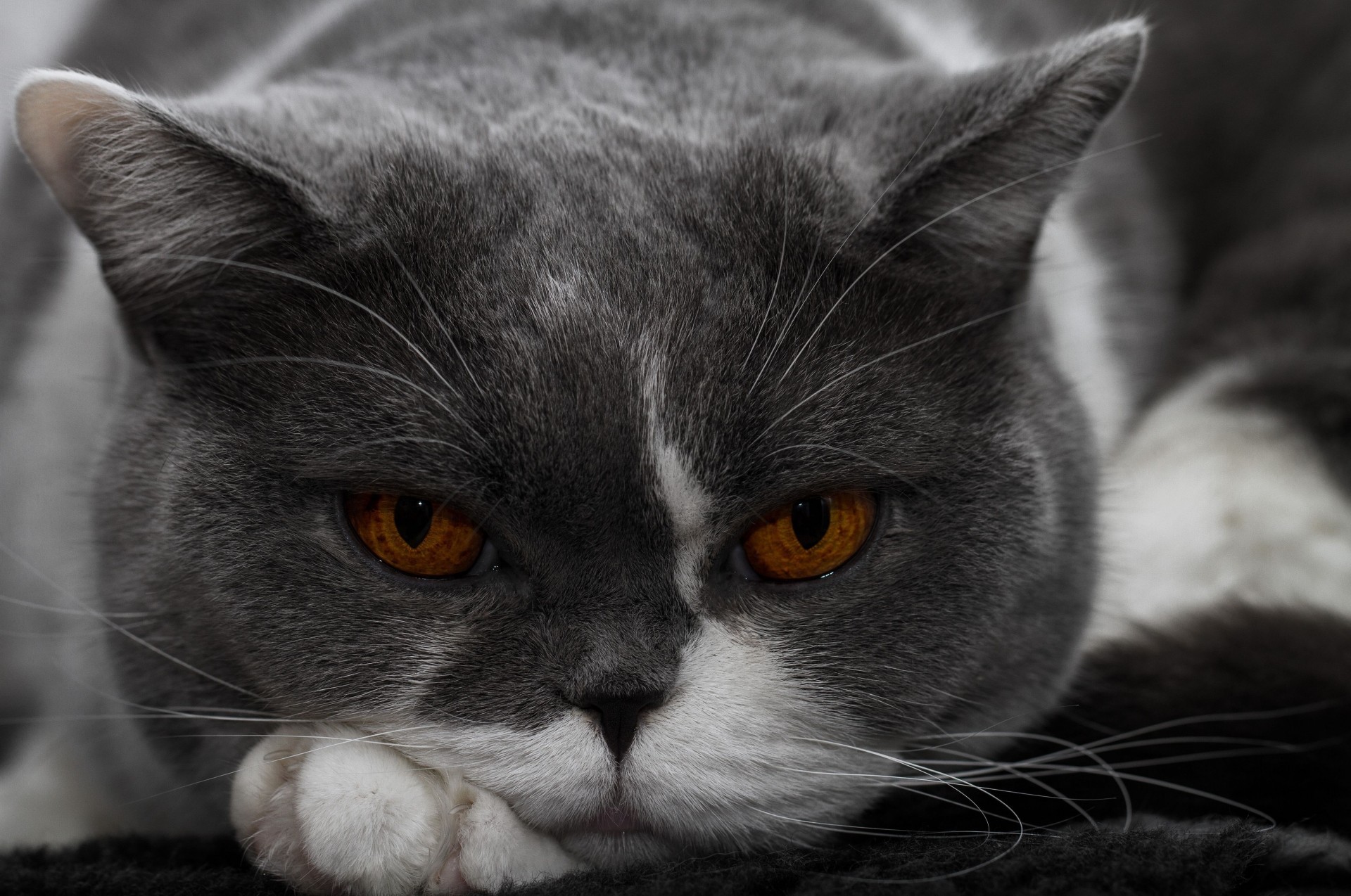 vue cheval de shire british shorthair chat portrait