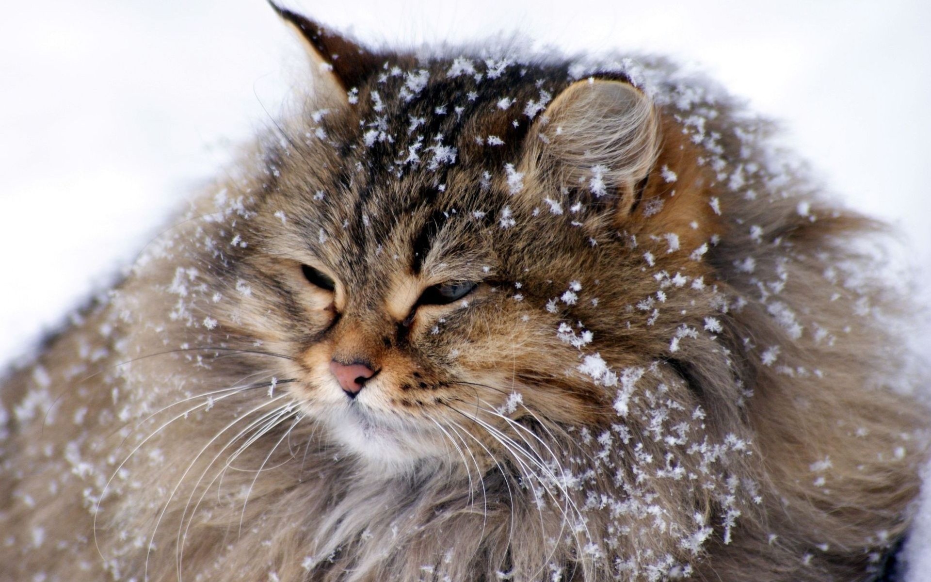 schnee winter katze