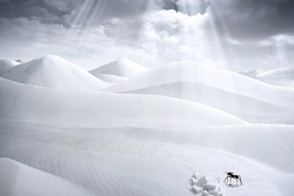 An ant in the white desert rays of the sun