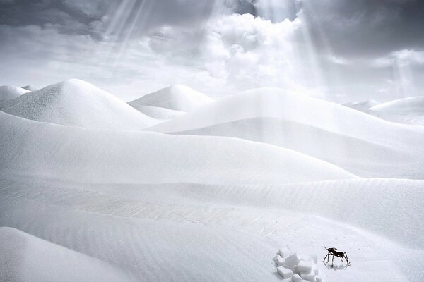 Fourmi dans les rayons du soleil du désert blanc