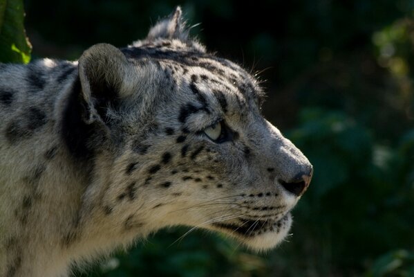 Foto cercana del leopardo. Bestia salvaje