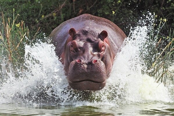 Ippopotamo nel fiume. Spruzzi d acqua