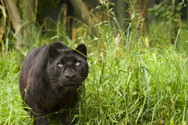 Un gato salvaje en la hierba aparentemente caza