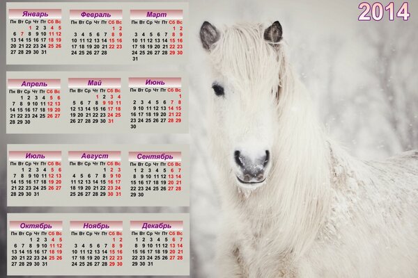 Kalendarz na 2014 rok z pięknym białym koniem