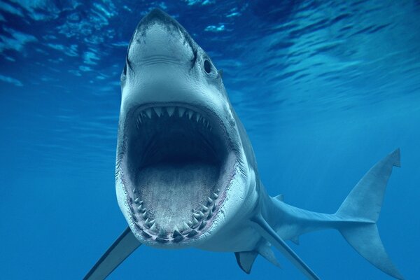 Tiburón en el mar revela sus dientes