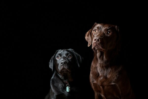 Two dogs. Human Friends