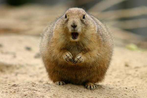 A fat gopher on the sand