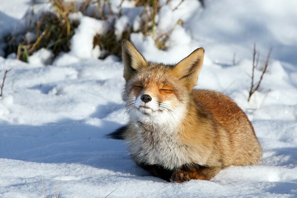 Volpe sognante sulla neve