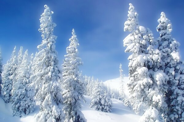 Árboles de Navidad en la nieve blanca