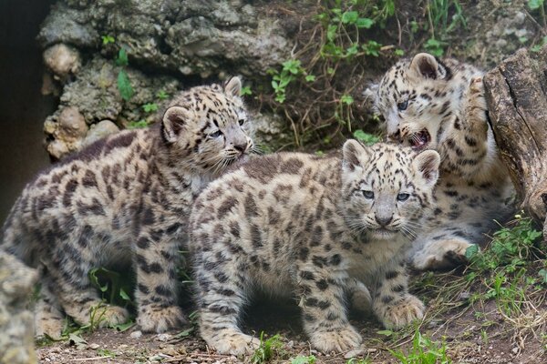 Gatitos leopardo jugando en el bosque