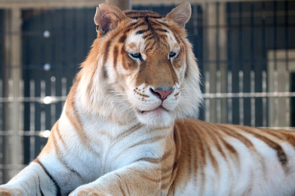 Majestuoso gato salvaje tigre de oro