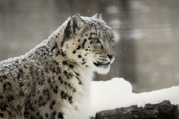 Wilder Leopard sitzt verschneit