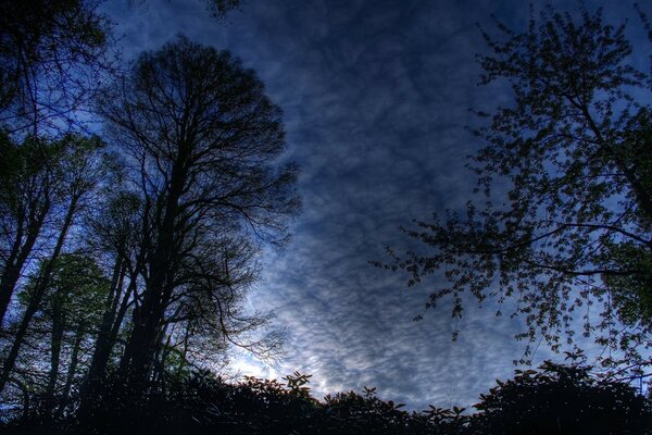 Silhouettes of trees against the blue night sky