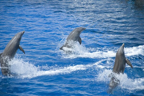 Dolphins in the sea. It s something