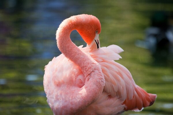 Flamant rose au milieu du lac