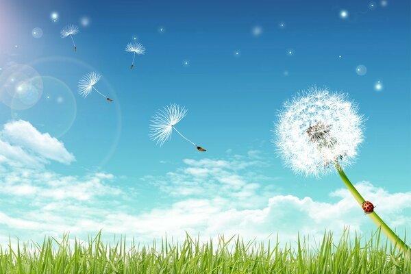 Dandelion parachutes in a summer glade