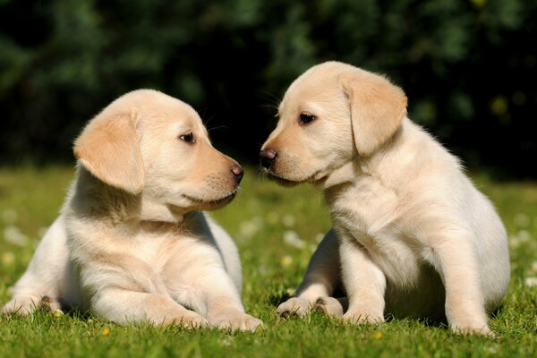 Deux chiots mignons sur l herbe