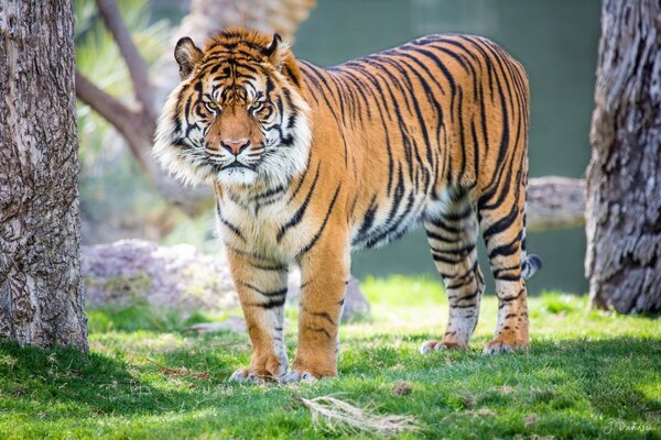 Tigre avec une expression drôle de museau